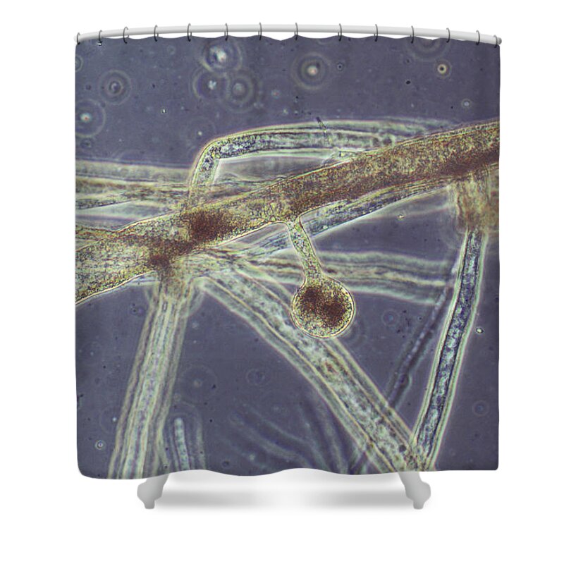 Biology Shower Curtain featuring the photograph Water Mold Lm #1 by Biology Pics