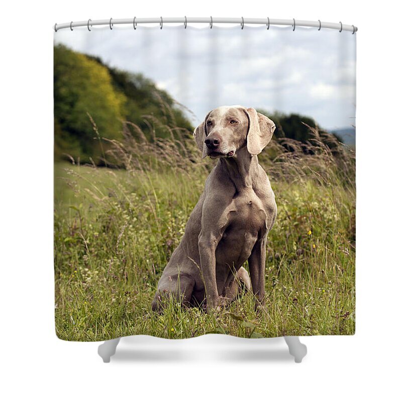 Dog Shower Curtain featuring the photograph Weimaraner Dog #1 by John Daniels