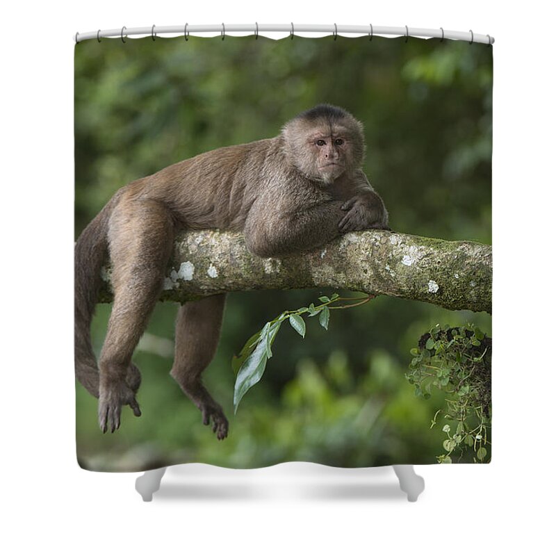 Pete Oxford Shower Curtain featuring the photograph White-fronted Capuchin Puerto by Pete Oxford