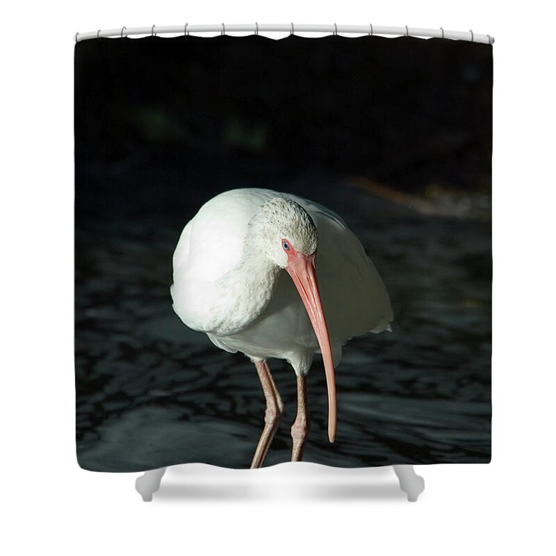Curve Shower Curtain featuring the photograph White Ibis Eudocimus Albus #1 by Mark Newman