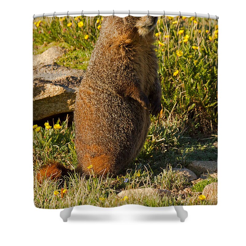 Animal Shower Curtain featuring the photograph Yellow Bellied Marmot on Alert in Rocky Mountain National Park #1 by Fred Stearns