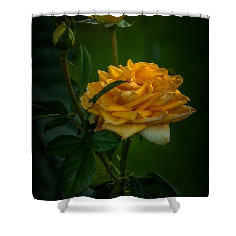 Rose Shower Curtain featuring the photograph Yellow Rose #1 by Ronald Grogan