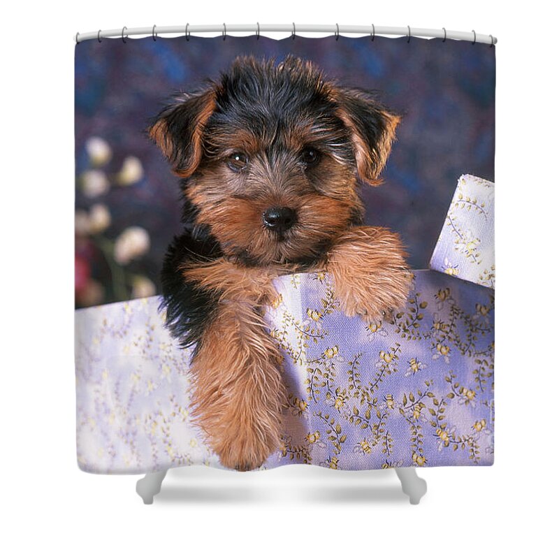Animal Shower Curtain featuring the photograph Yorkshire Terrier Puppy by Alan and Sandy Carey