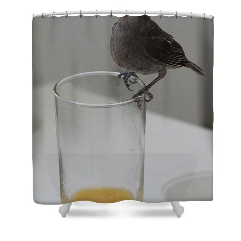 Orange Juice Shower Curtain featuring the photograph You Caught Me #1 by Catie Canetti