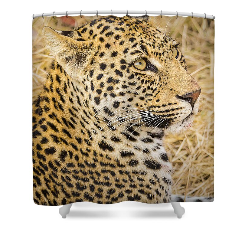 Panthera Pardus Shower Curtain featuring the photograph Young Male Leopard Cub #1 by Fred J Lord