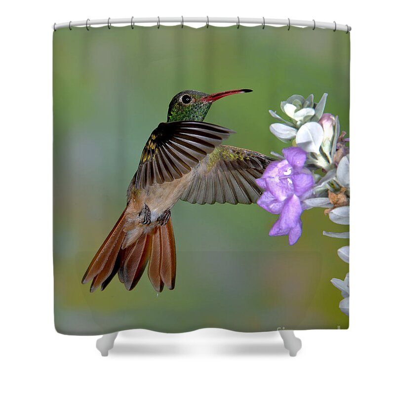 Amazilia Yacatanensis Shower Curtain featuring the photograph Buff-bellied Hummingbird #10 by Anthony Mercieca
