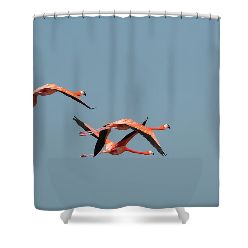 Mexico Yucatan Shower Curtain featuring the digital art Flamingos #10 by Carol Ailles