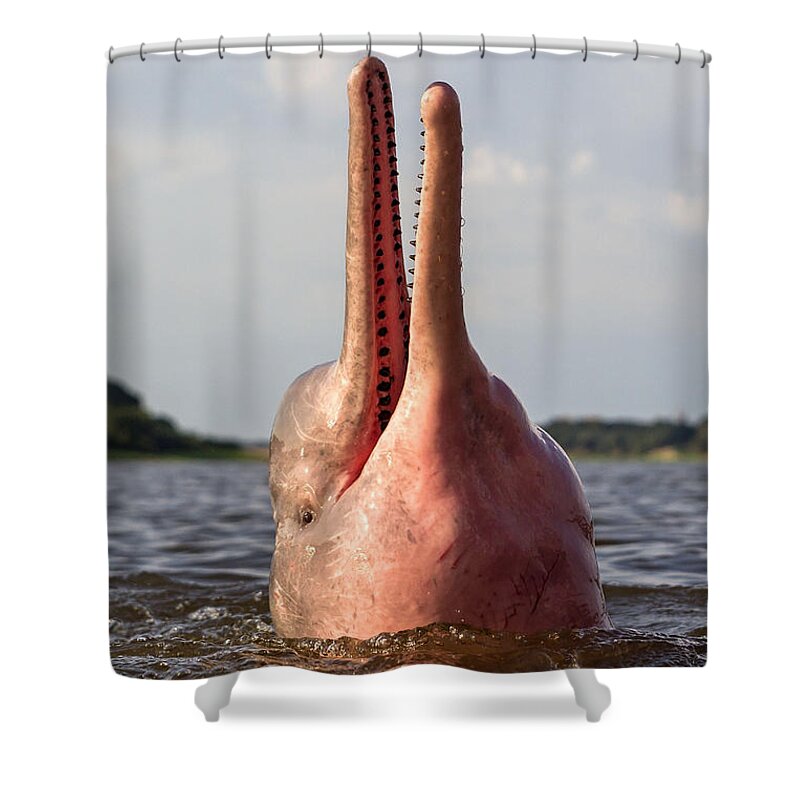 Amazon River Dolphin Shower Curtain featuring the photograph Amazon River Dolphin #11 by M. Watson