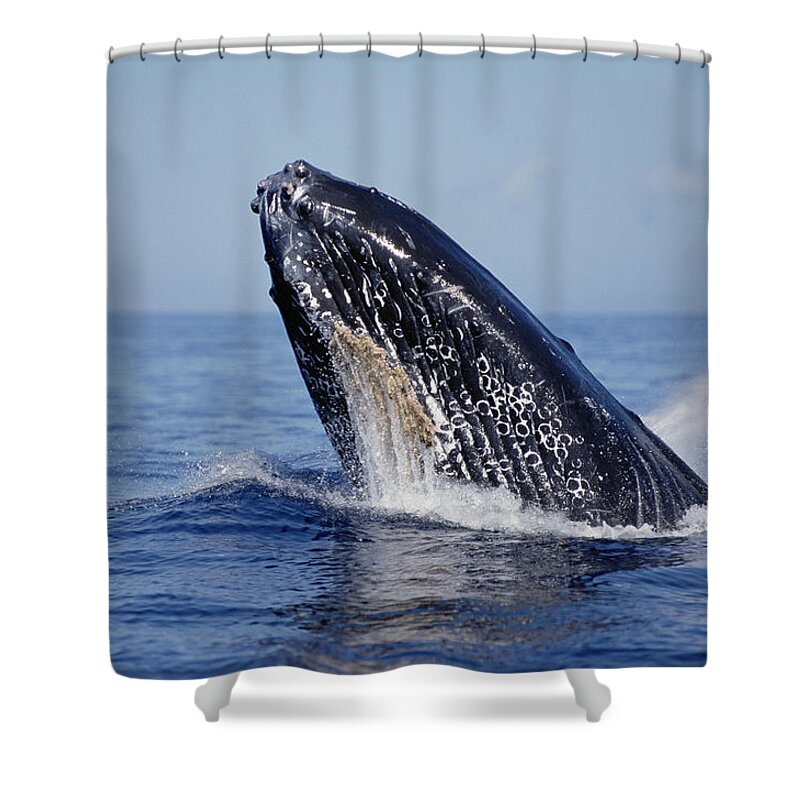 Feb0514 Shower Curtain featuring the photograph Humpback Whale Breaching Maui Hawaii #11 by Flip Nicklin
