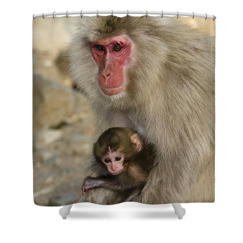 Asia Shower Curtain featuring the photograph Snow Monkeys, Japan #11 by John Shaw