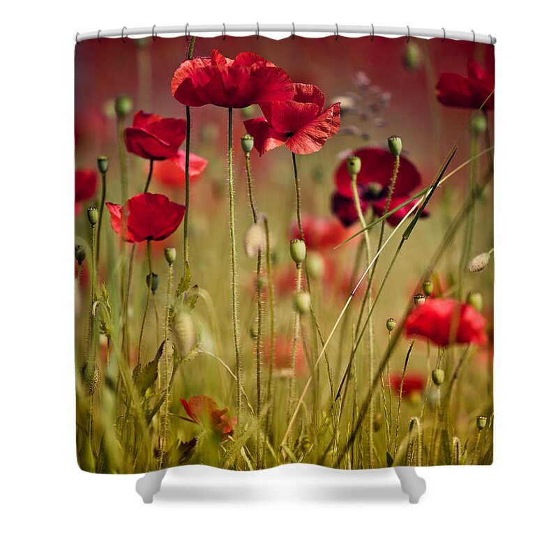 Poppy Shower Curtain featuring the photograph Summer Poppy by Nailia Schwarz