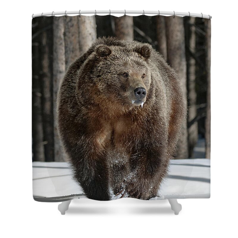 Bear Claw Shower Curtains