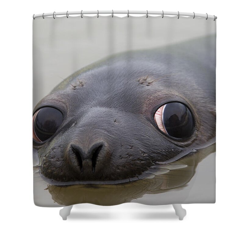 Hooded Seal Shower Curtain featuring the photograph 110714p127 by Arterra Picture Library