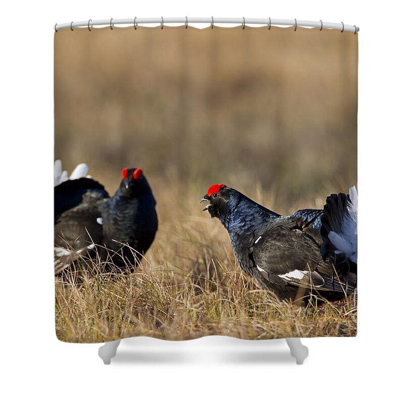 Black Grouse Shower Curtain featuring the photograph 110714p175 by Arterra Picture Library