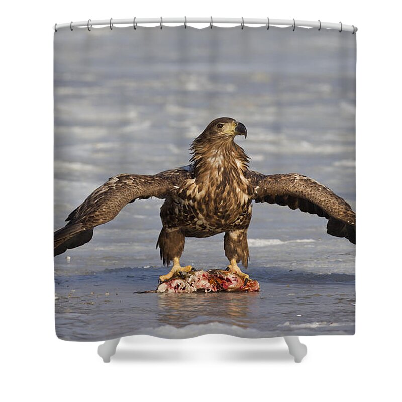 White-tailed Eagle Shower Curtain featuring the photograph 110714p312 by Arterra Picture Library