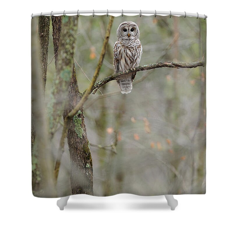 Barred Owl Shower Curtain featuring the photograph Barred Owl #12 by Scott Linstead
