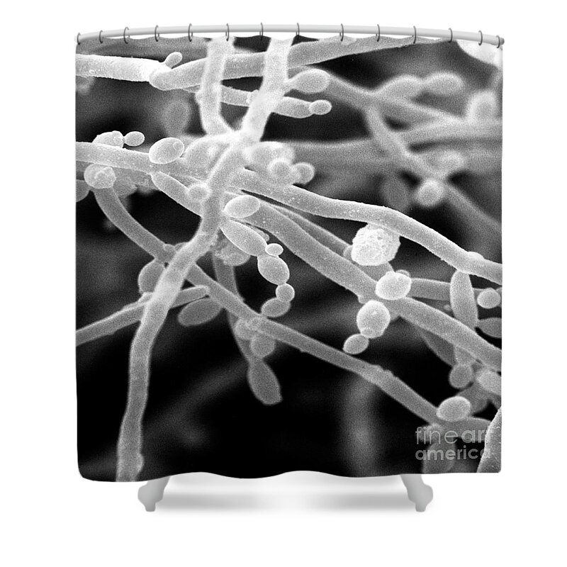 Candida Shower Curtain featuring the photograph Candida #12 by David M. Phillips