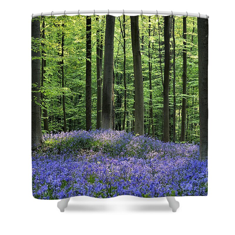 Bluebells Shower Curtain featuring the photograph 120206p191 by Arterra Picture Library