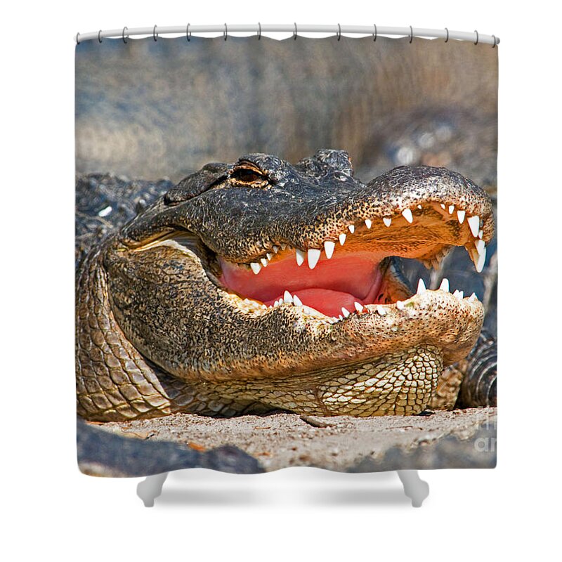 American Alligator #13 Shower Curtain by Millard H. Sharp - Science Source  Prints - Website