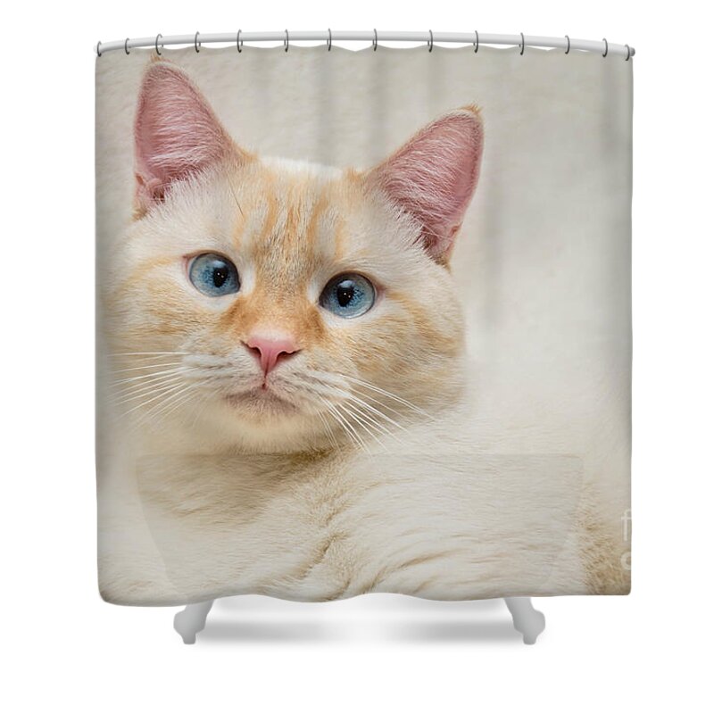 Blue Eyes Shower Curtain featuring the photograph Flame Point Siamese Cat #13 by Amy Cicconi