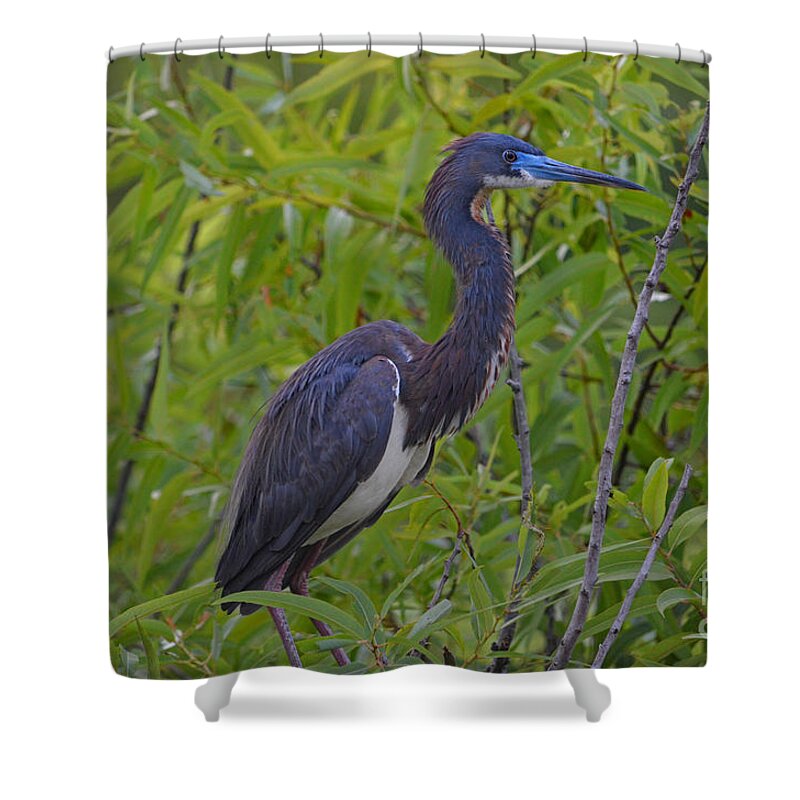 Tri-colored Heron Shower Curtain featuring the photograph 13- Tri-Colored Heron by Joseph Keane