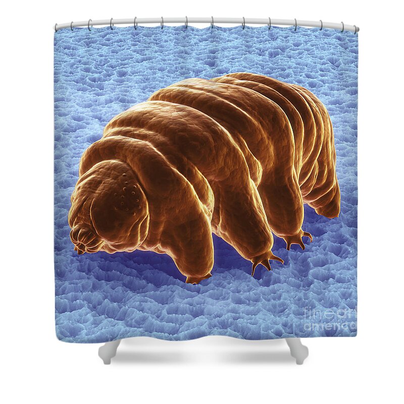 Protostomia Shower Curtain featuring the photograph Water Bear Tardigrades #13 by Science Picture Co