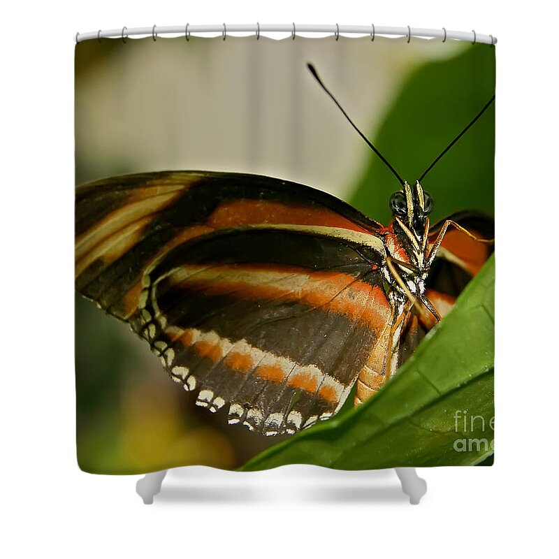 Butterfly Shower Curtain featuring the photograph Butterfly #14 by Olga Hamilton
