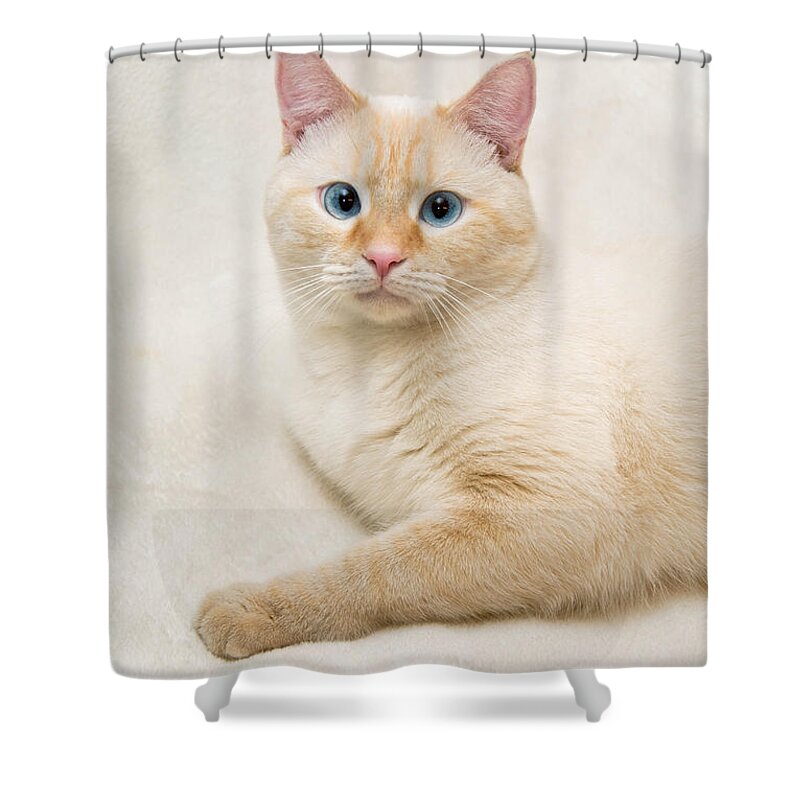 Blue Eyes Shower Curtain featuring the photograph Flame Point Siamese Cat #14 by Amy Cicconi