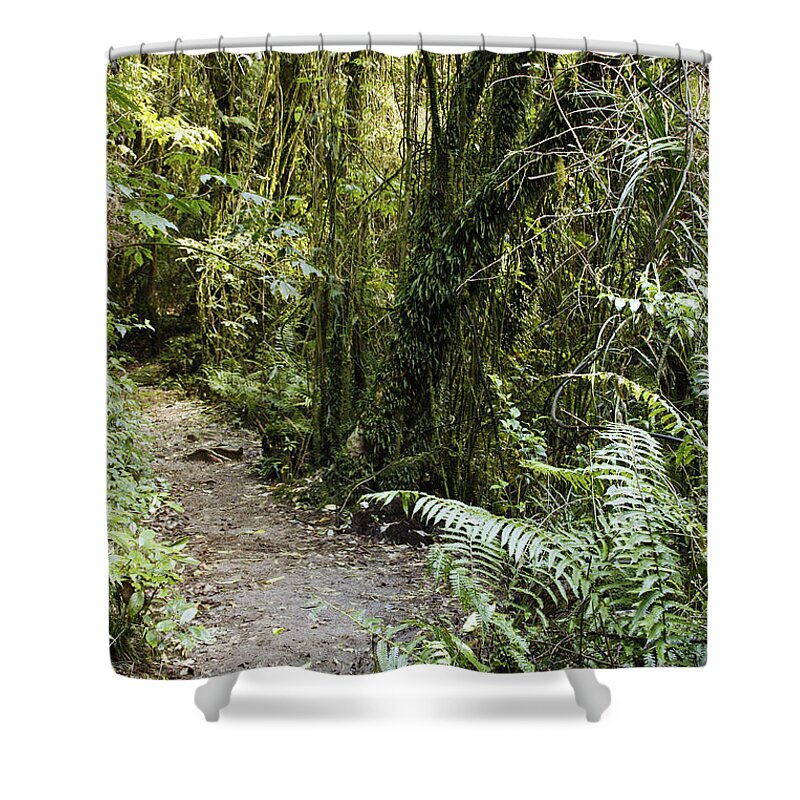 Jungle Shower Curtain featuring the photograph Forest trail #14 by Les Cunliffe
