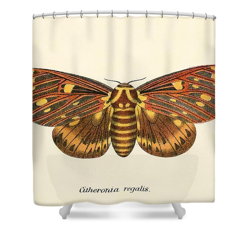 Insect Shower Curtain featuring the painting Butterflies by English School