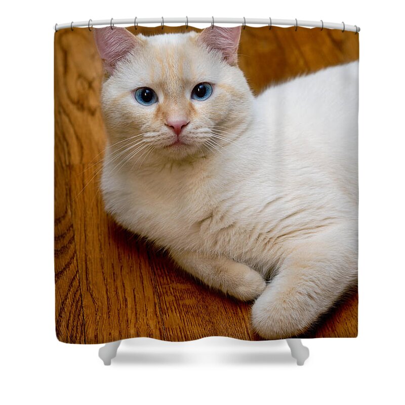 Blue Eyes Shower Curtain featuring the photograph Flame Point Siamese Cat #15 by Amy Cicconi