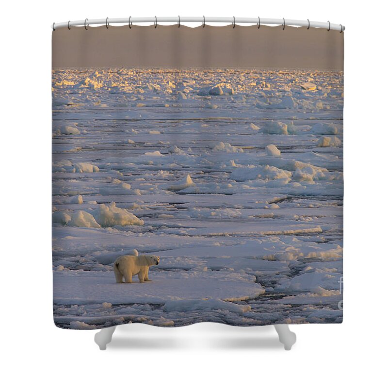 Polar Bear Shower Curtain featuring the photograph 150112p167 by Arterra Picture Library