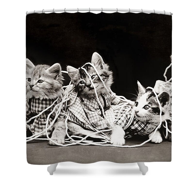 1914 Shower Curtain featuring the photograph Frees Kittens, C1914 #16 by Granger