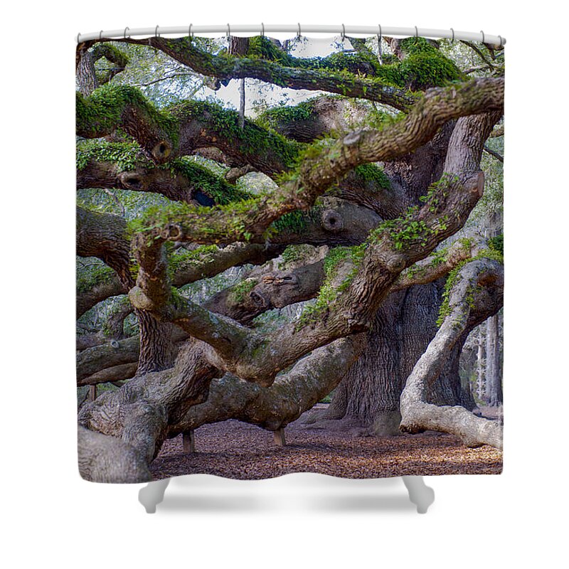 Angel Oak Tree On Johns Island Sc Shower Curtain featuring the photograph Angel Oak Tree Unique View by Dale Powell