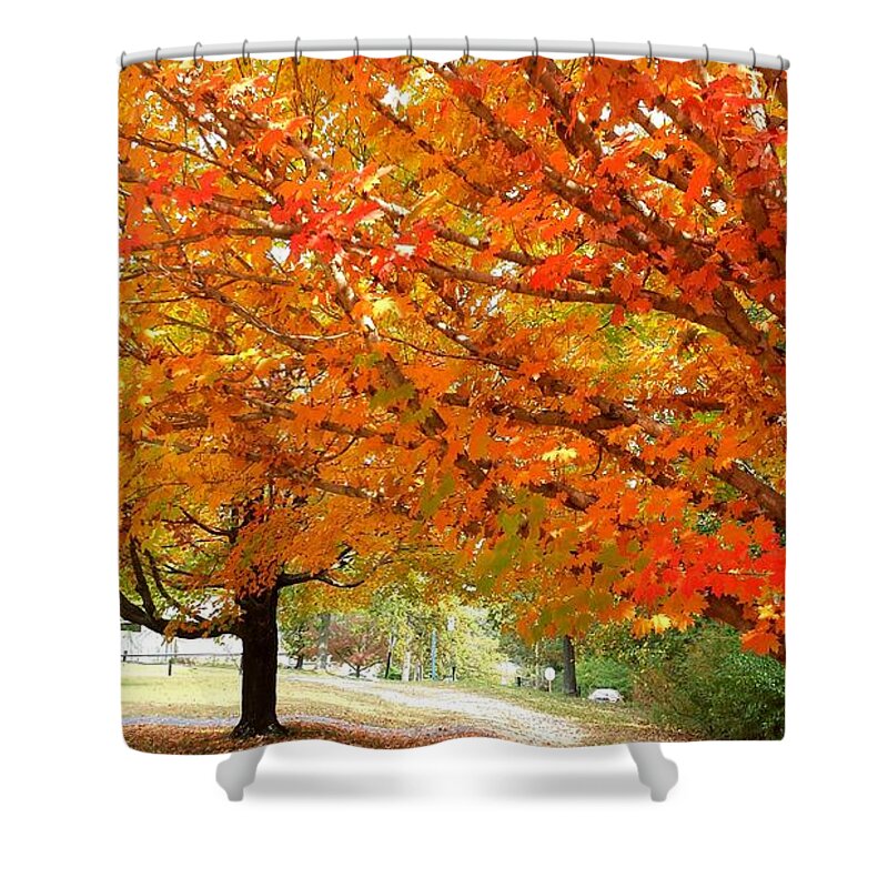 Fall Shower Curtain featuring the photograph Fall Explosion of Color #17 by Kenny Glover