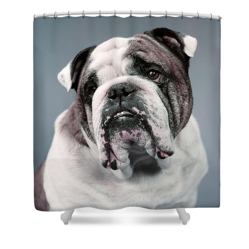 Photography Shower Curtain featuring the photograph 1960s Sad Looking Brown And White by Animal Images