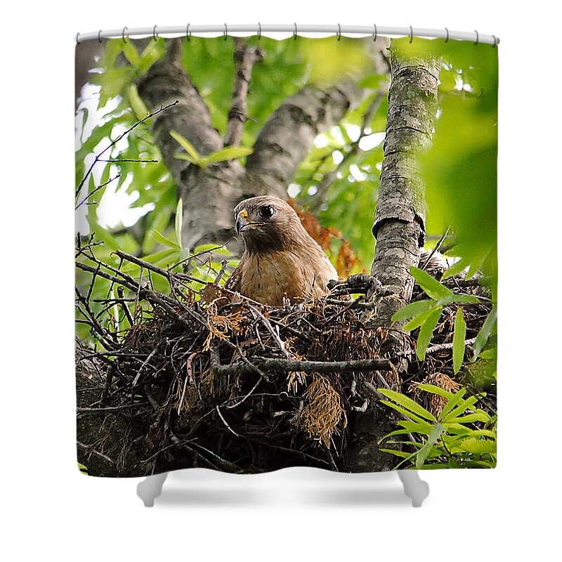 Red Shouldered Hawk Shower Curtain featuring the photograph Adult Red Shouldered Hawk by Jai Johnson