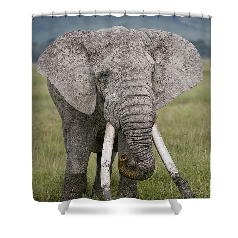 Photography Shower Curtain featuring the photograph African Elephant Loxodonta Africana #2 by Panoramic Images