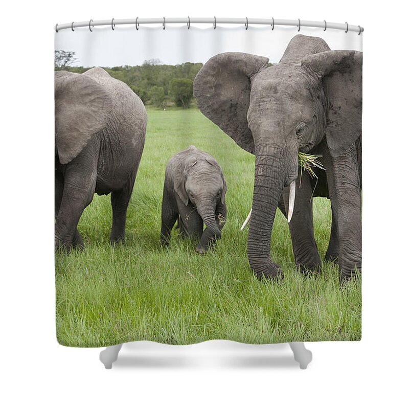 Feb0514 Shower Curtain featuring the photograph African Elephants Grazing Kenya #2 by Tui De Roy