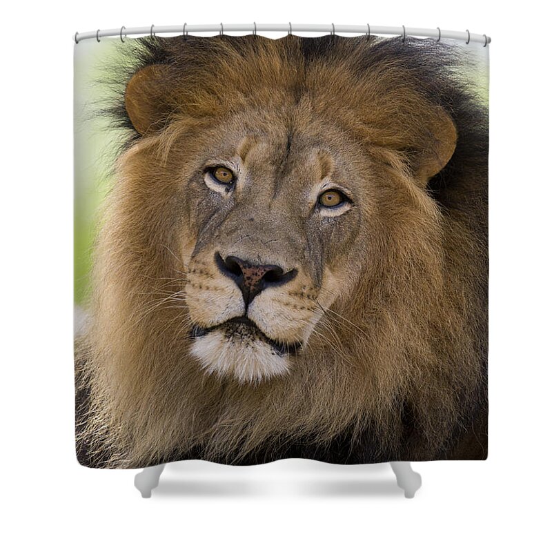 San Diego Zoo Shower Curtain featuring the photograph African Lion Male #2 by San Diego Zoo