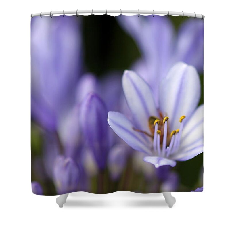 Bee Shower Curtain featuring the photograph Agapanthus Africanus #2 by Henrik Lehnerer