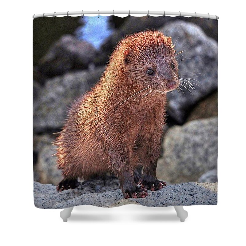 Mink Shower Curtain featuring the photograph An American Mink #2 by Kathy Baccari