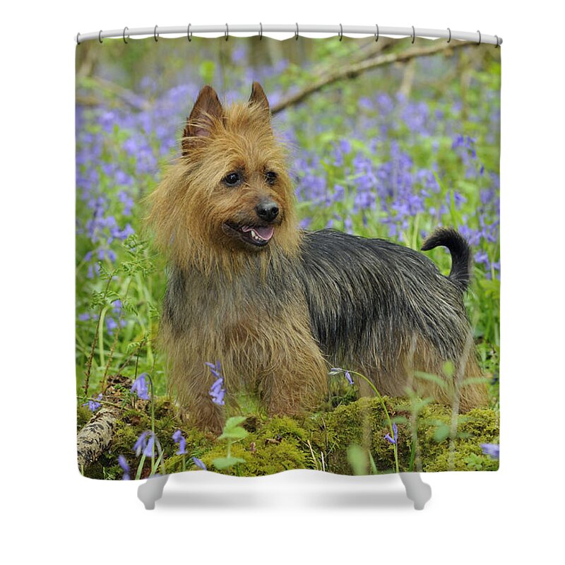 Dog Shower Curtain featuring the photograph Australian Terrier Dog #2 by John Daniels