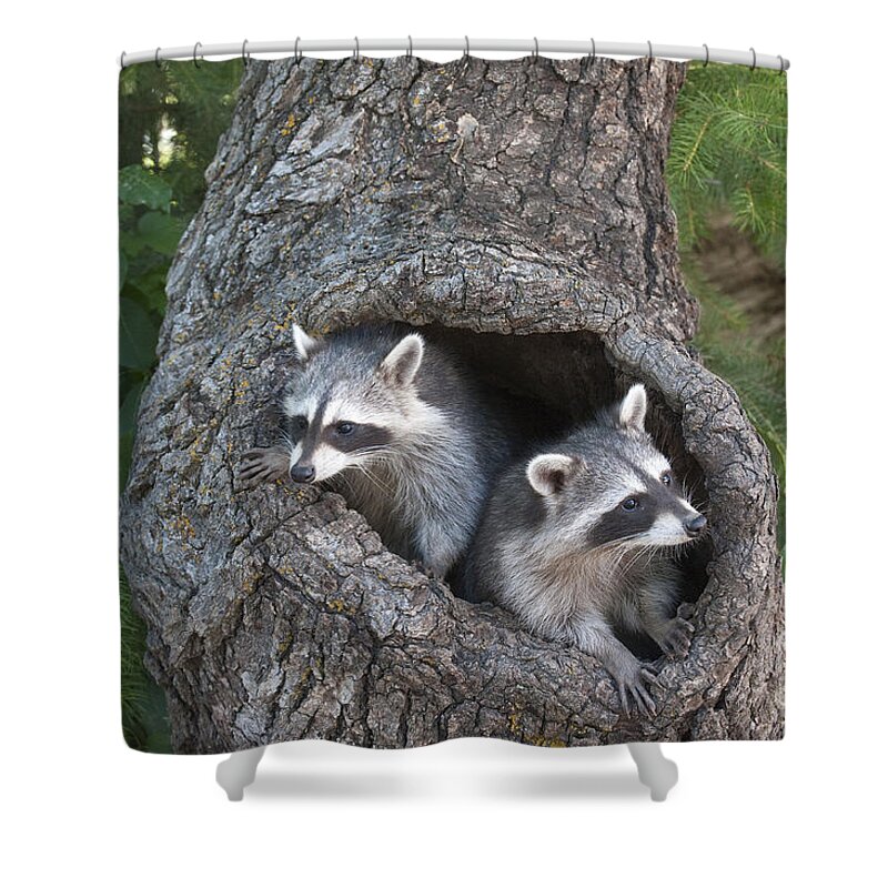 Raccoons Shower Curtain featuring the photograph Awaiting Mom #2 by Sandra Bronstein