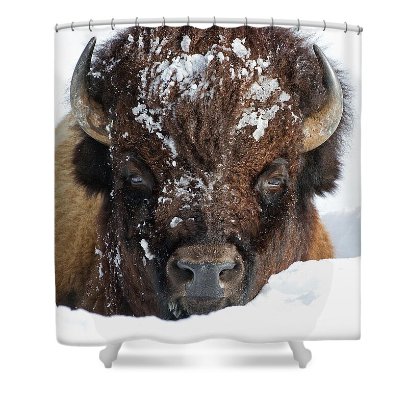American Bison Shower Curtain featuring the photograph Bison in Snow #2 by Max Waugh