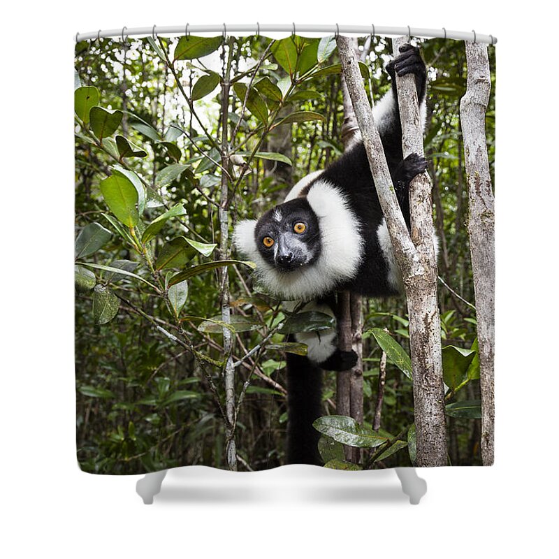 Feb0514 Shower Curtain featuring the photograph Black And White Ruffed Lemur Madagascar #2 by Konrad Wothe