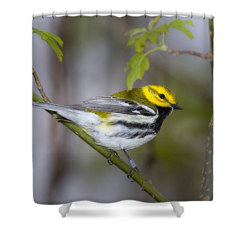 Animal Shower Curtain featuring the photograph Black Throated Green Warbler #3 by Jack R Perry