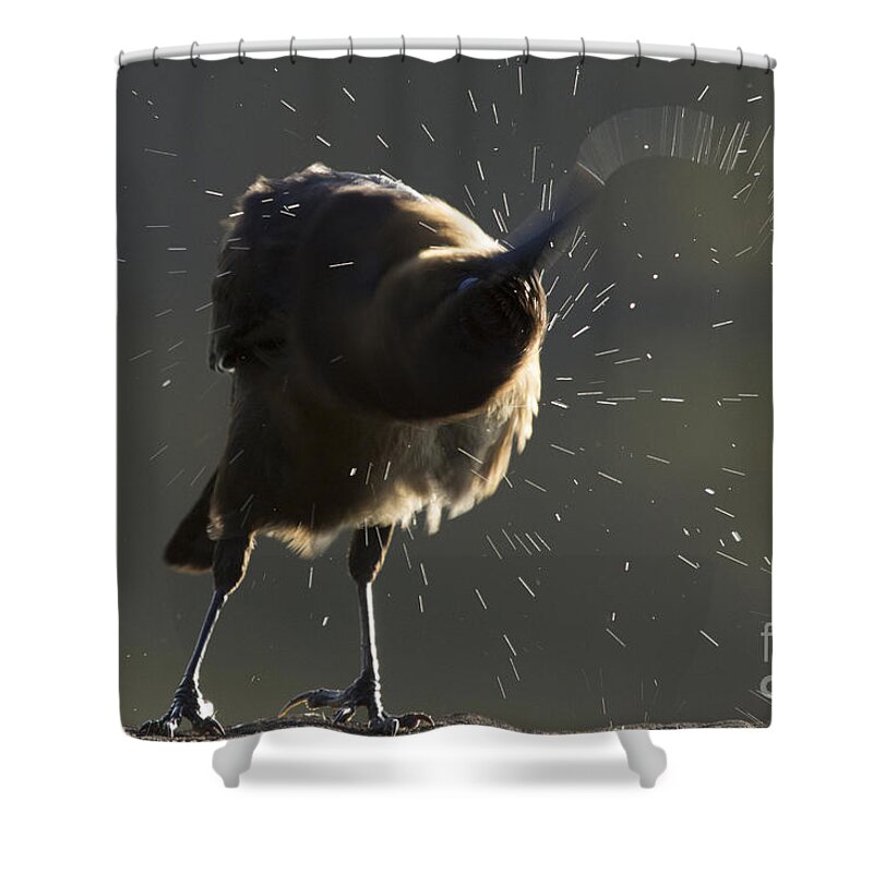 Boat-tailed Grackle Shower Curtain featuring the photograph Boat tailed Grackle #1 by Meg Rousher