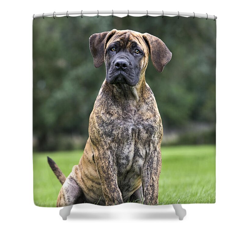 Dog Shower Curtain featuring the photograph Boerboel Puppy Dog #2 by Johan De Meester