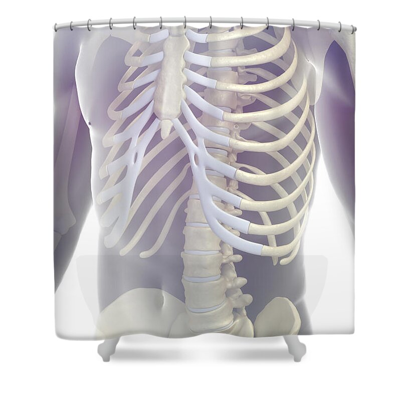 Transparency Shower Curtain featuring the photograph Bones Of The Torso #2 by Science Picture Co